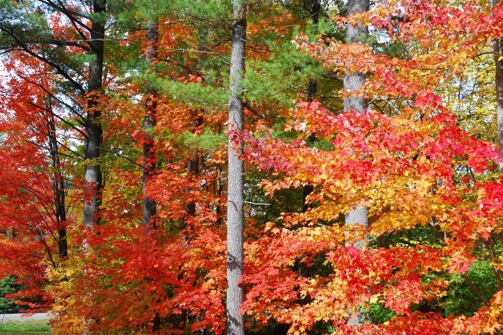 The Mountainside By Escapades Tremblant Apartment Mont-Tremblant Bagian luar foto